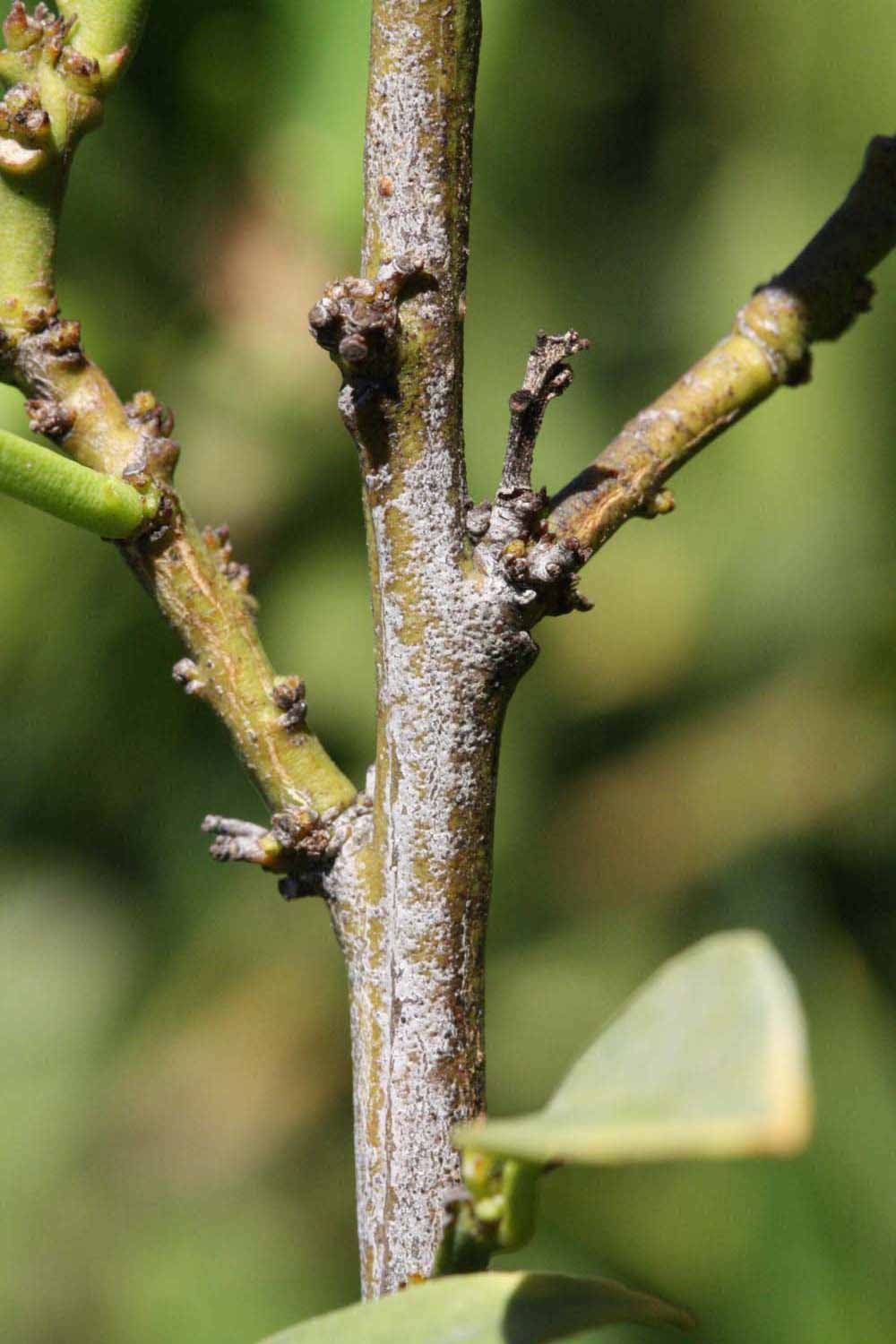              Second - third year twig (Riverside, CA)       